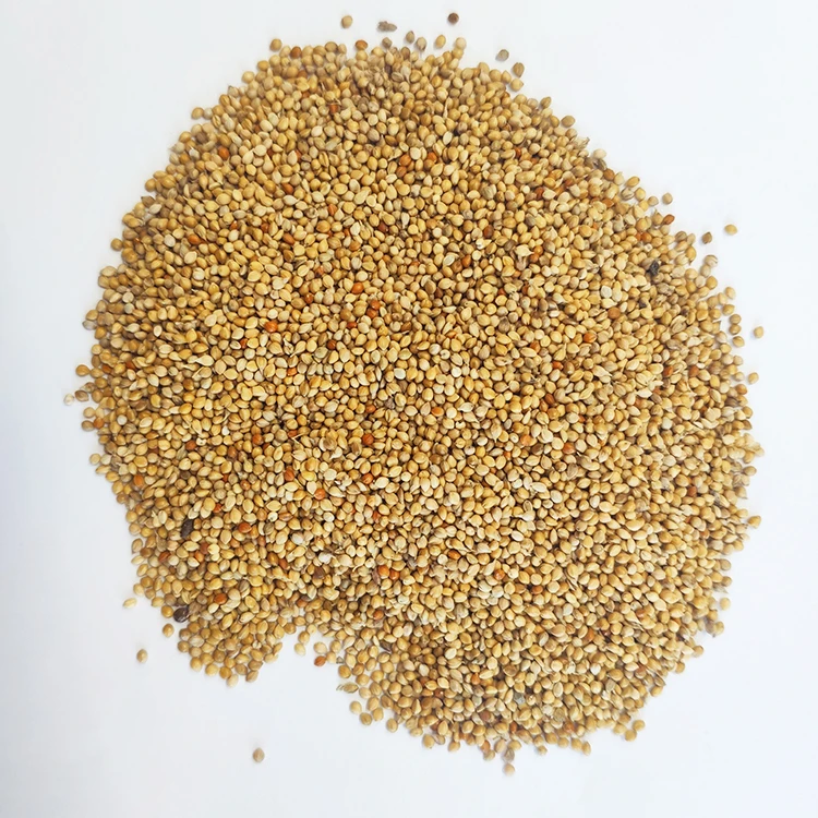 New Crop Chinese yellow millet seeds in husk Low price