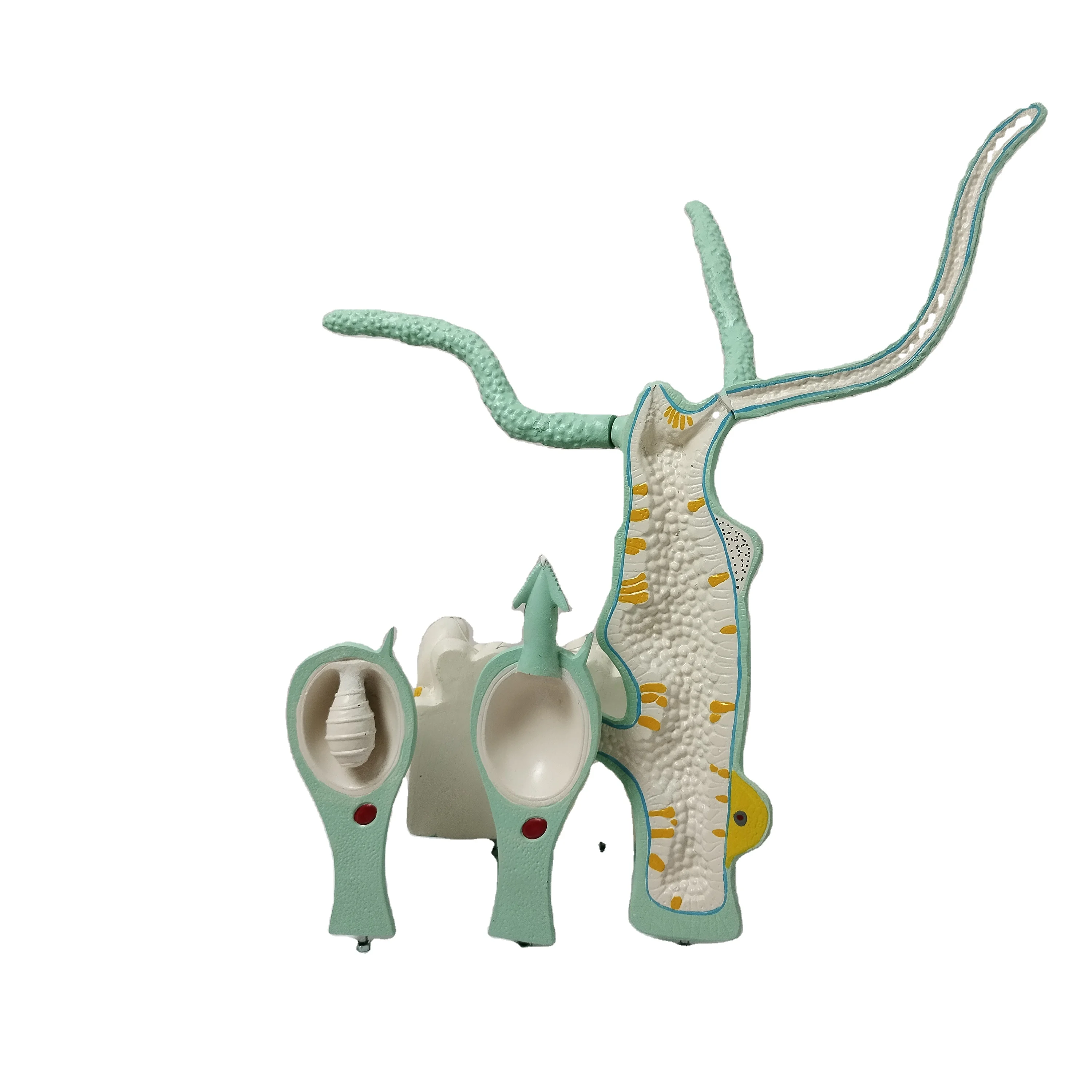 Biology Scientific Teaching Instruments Middle School Plastic Zoology Anatomy Enlarged Anatomical Structural Hydra Model