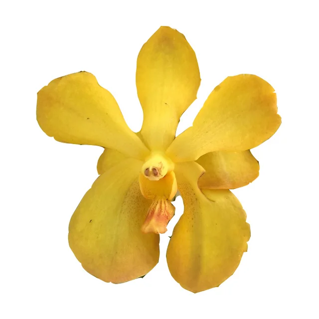 
Wholesale Mokara Yellow Thai Orchids Cut Flower -Premium Quality @ Best Price Try us!! 