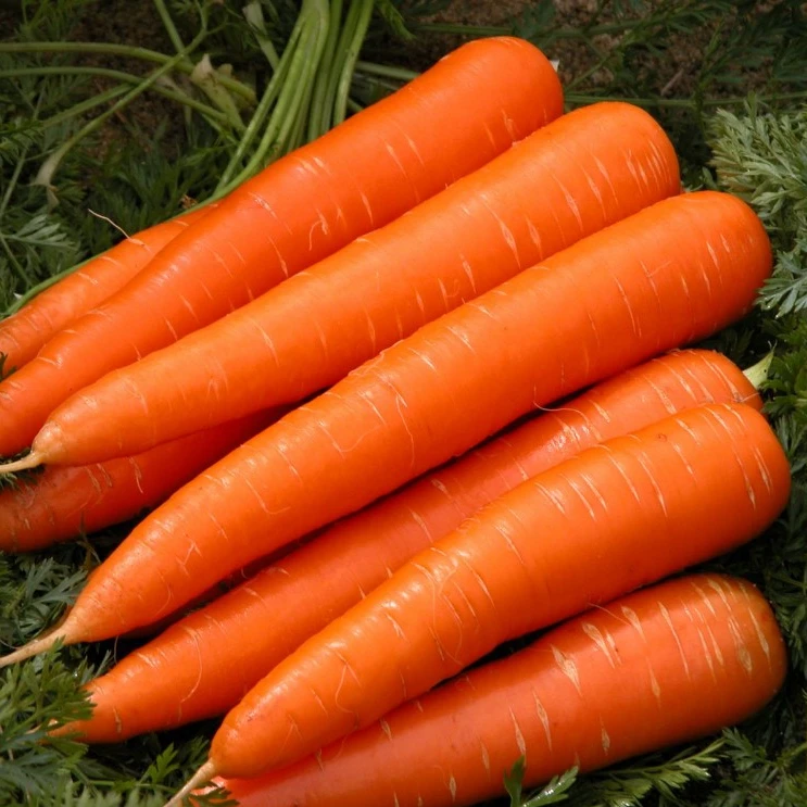 New Fresh Carrot from China S M L 2L To Russia,Malaysia,Singapore ,Japan