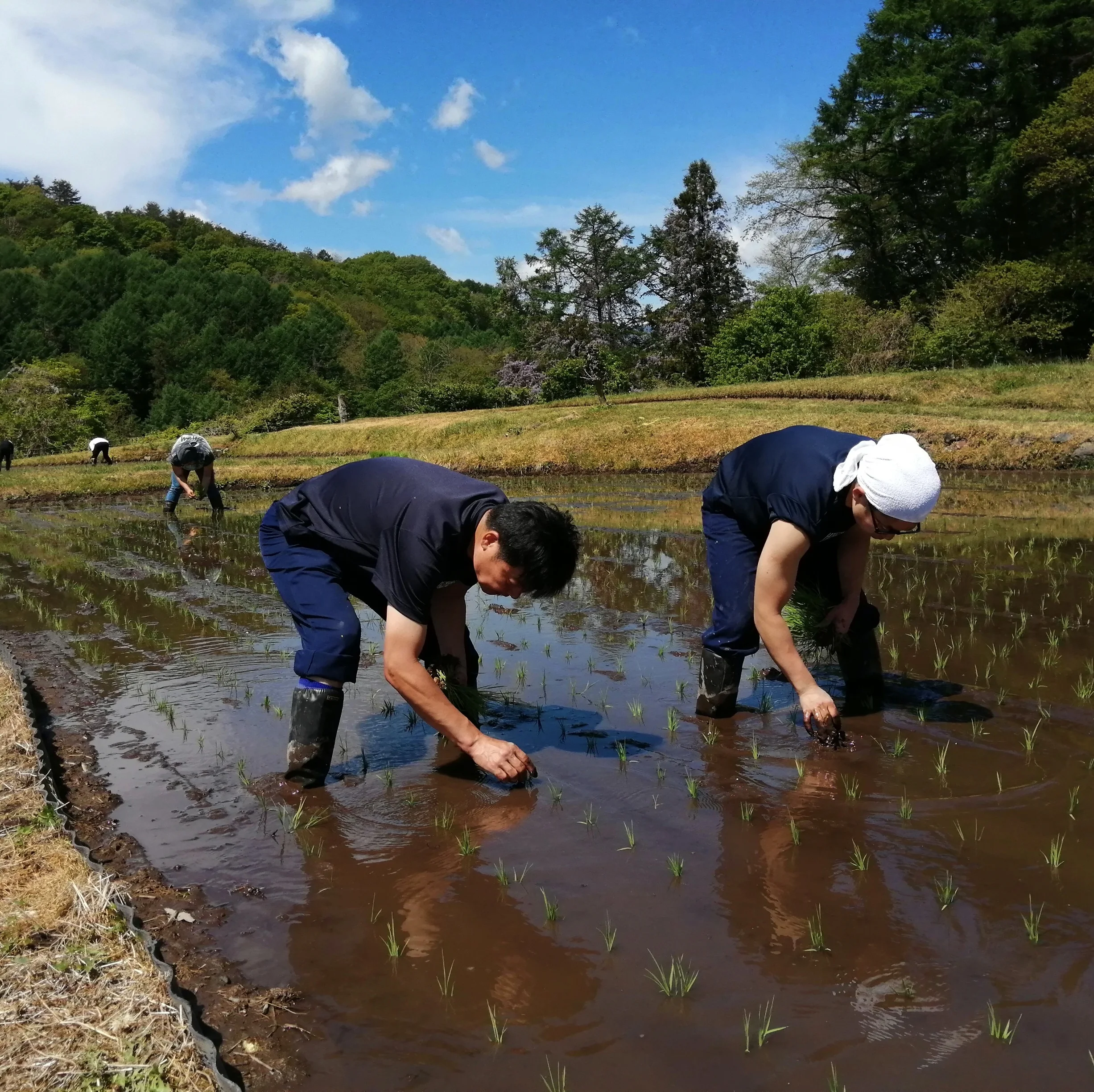 
JunmaiDaiginjo HIGEN REI manufacturer pure liquid alcohol processing wine oem 