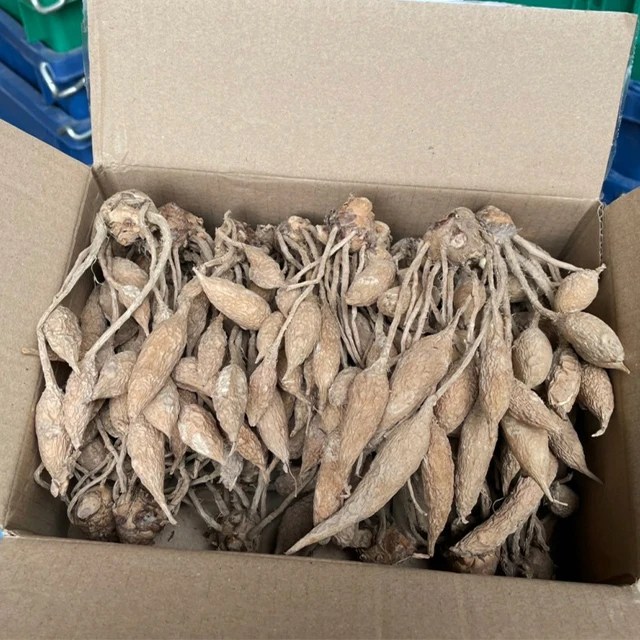 Beautiful Tropicals Plant Curcuma Flower or Thai Tulip Rhizomes from Thailand (Doitung 602)