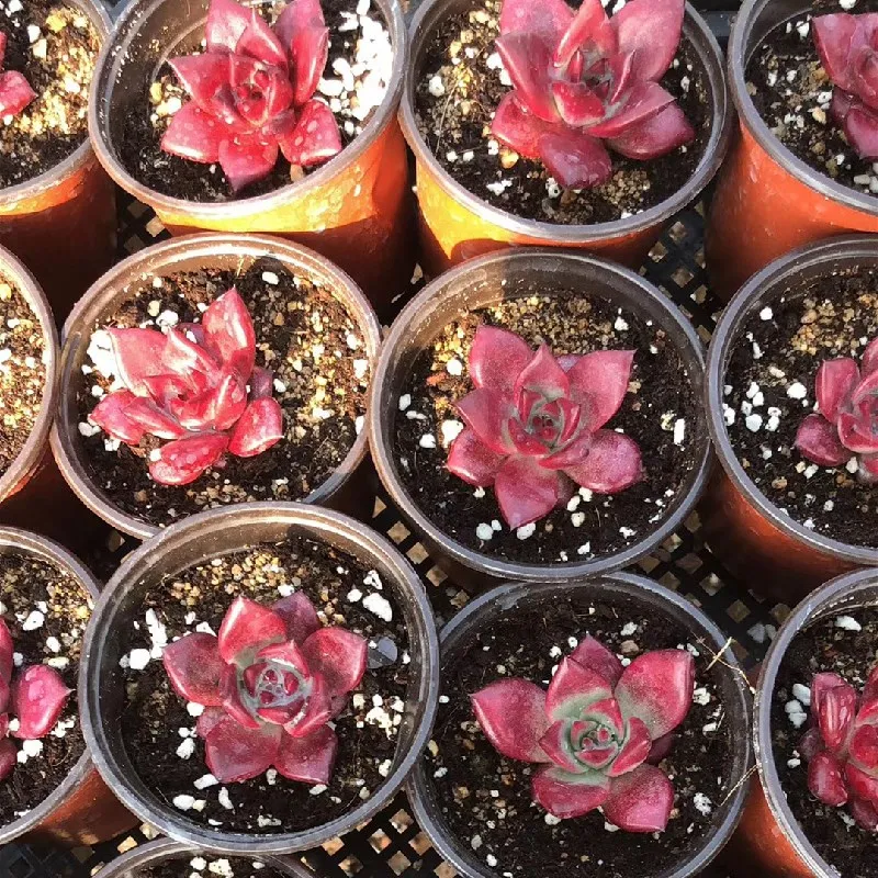  Живые суккуленты 1 97 дюймов Echeveria agavoides v Romeo Rubin натуральное растение оптовая продажа для детского