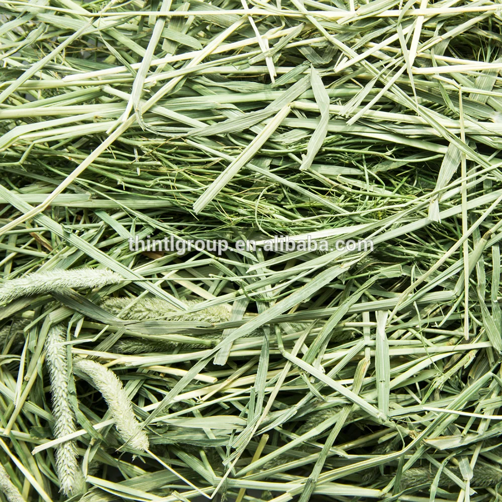 Best Quality American Alfalfa Hay Timothy Hay Cattle Horse Pets Sheep 500g Sample