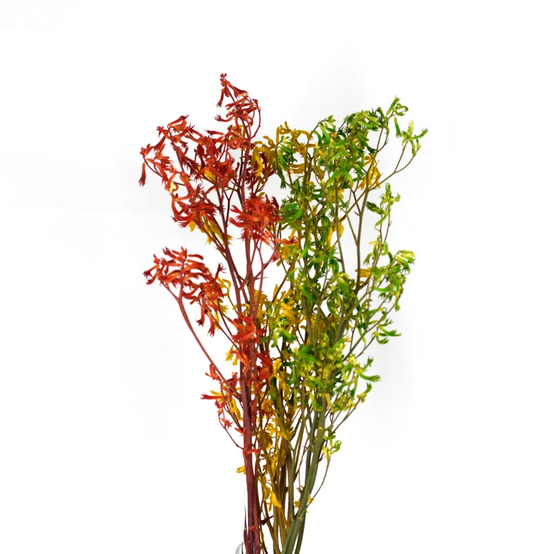 Amazon Top Seller Floristic Decoration Material Preserved Plants Flowers Kangaroo Paw