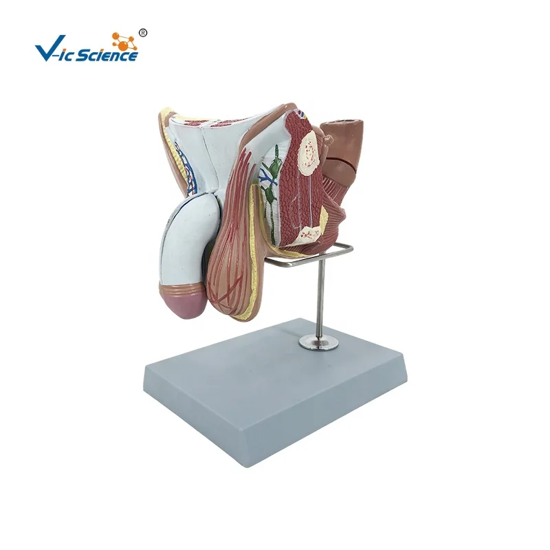 Male Genital Organs male torso seminal vesicle