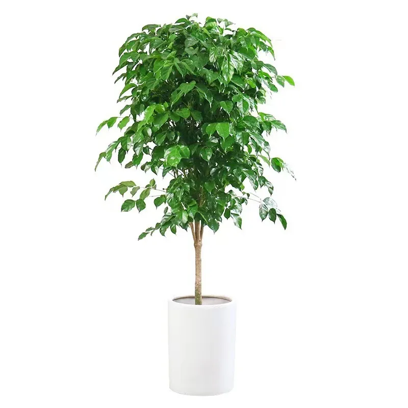 Домашний декор искусственное растение с горшком комнатное уличное новое натуральное зеленое лидер продаж купить по дешевой цене оптом