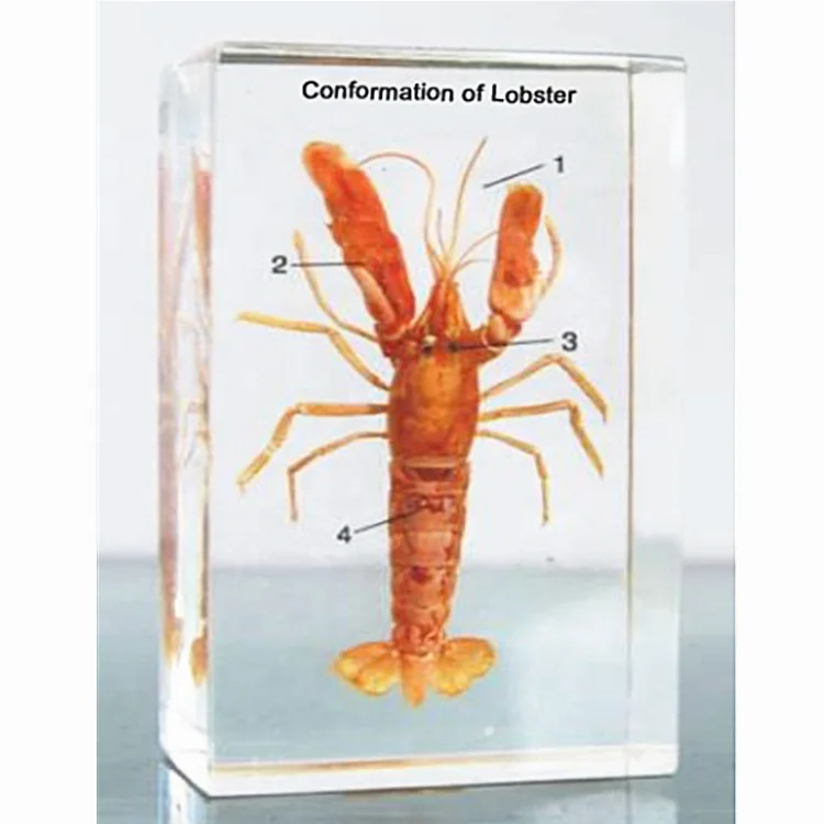 Животные таксидермия акриловая биологическая модель образование блока Лобстер для средней школы