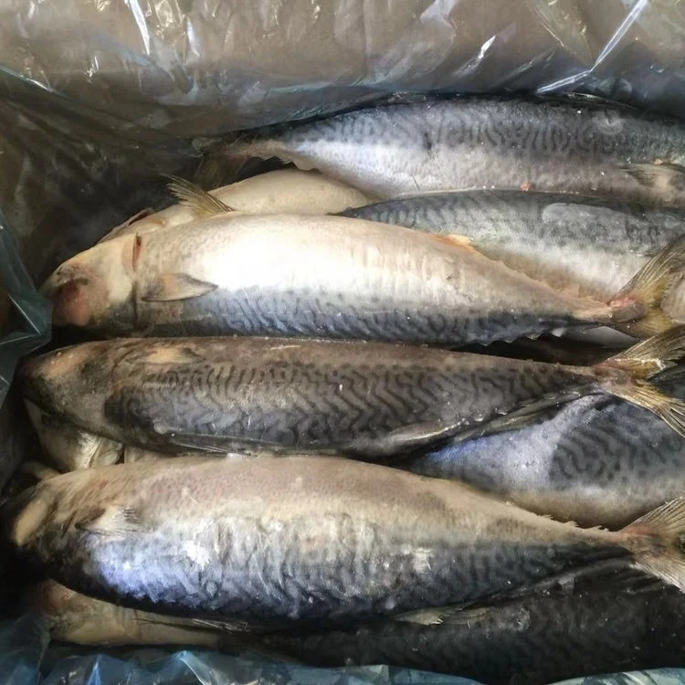 20kg fat nutrition thomson frozen mackerel fish with best price