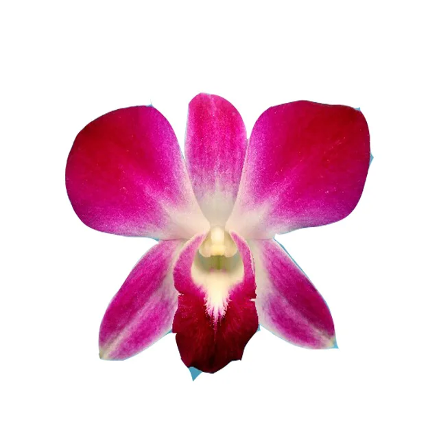 
Оптовая продажа свежих цветов дендробиума сонии тайской орхидеи от фермы-Премиум качество @ Лучшая цена попробуйте нас! 