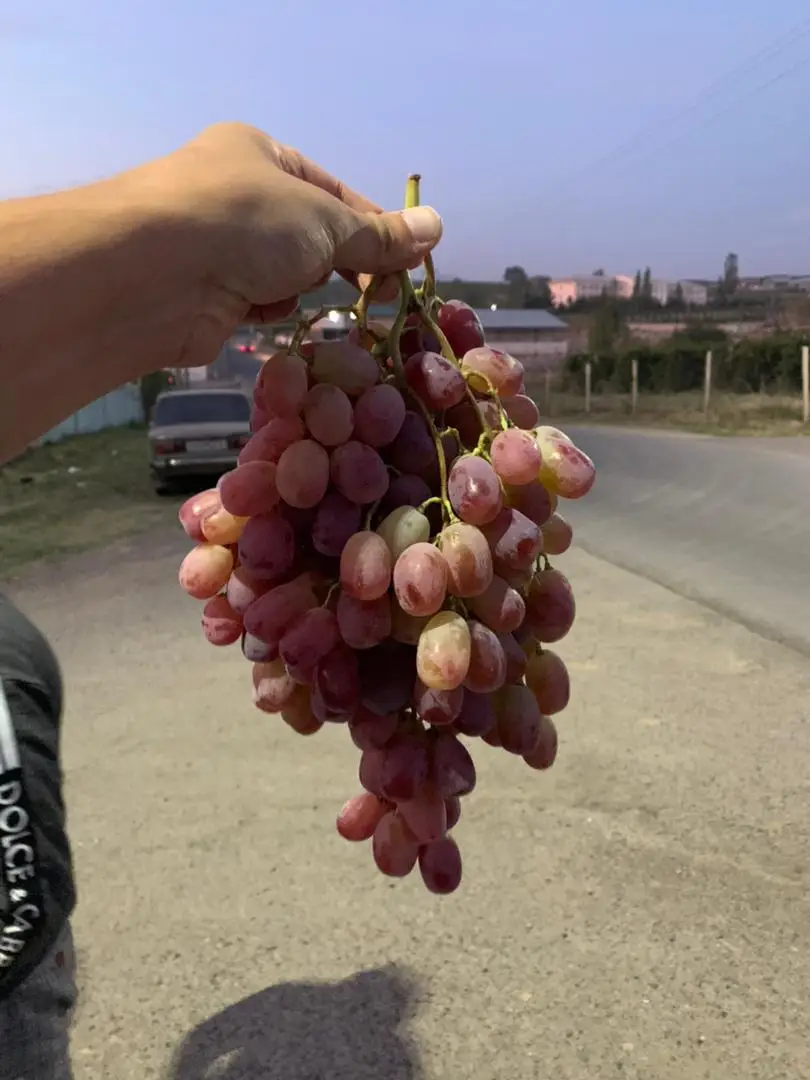 
Wholesale Box Style Storage Packaging Red Grape Slimming Grape Green Grapes 
