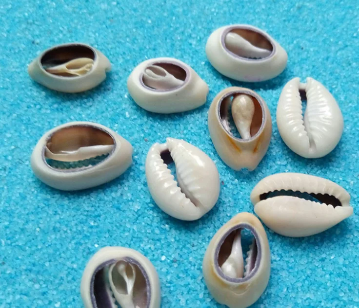 hair mountings braiding cowrie shell beads for hair accessories shell hair clip decor 1kg