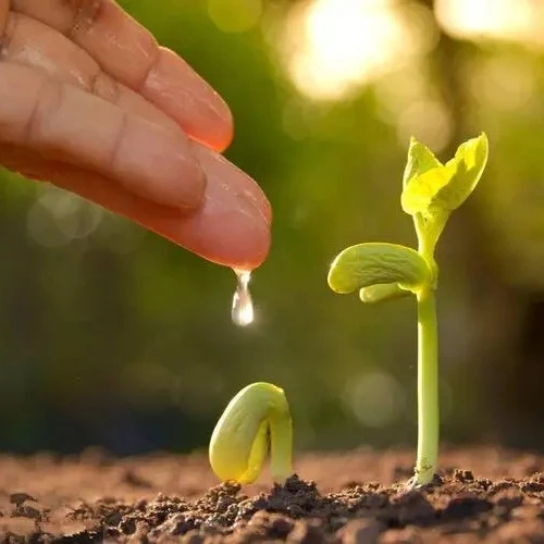 50% Amino Acid Agriculture Organic Fertilizer From China