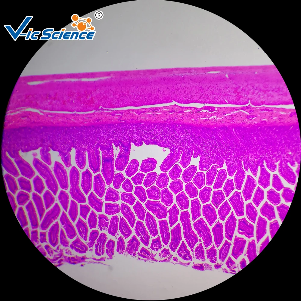 human histology microscope prepared teaching slides(100kinds) histology slide