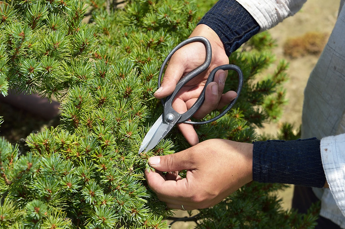 Pruning flower small cutting shears for garden scissors  set