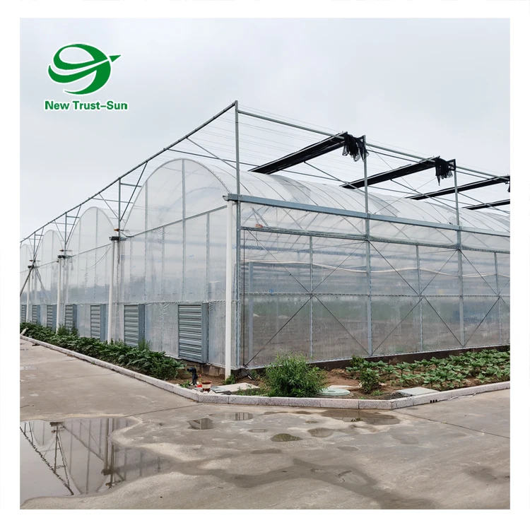 
low cost agricultural plants tunnel strawberries hydroponic growing systems strawberry greenhouse 