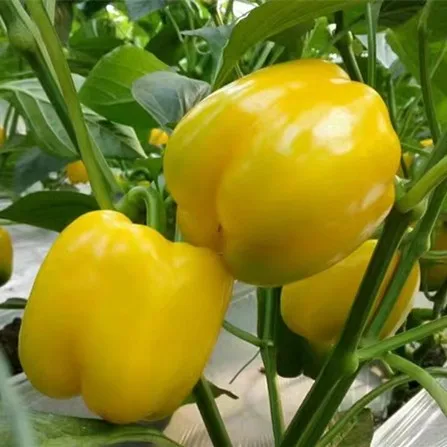 
Eugene F1 Hot Offer!! Yellow color Pepper/ Pepper Seed/ Colorful pepper 