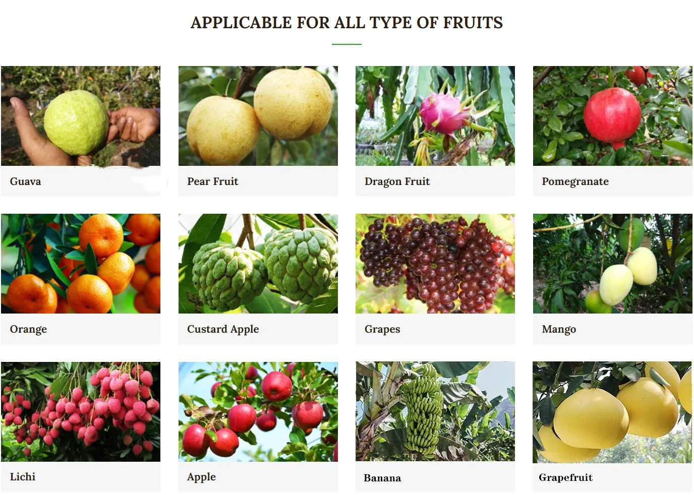 Colorful Fruit Protection Bags To Protect Fruit On Trees