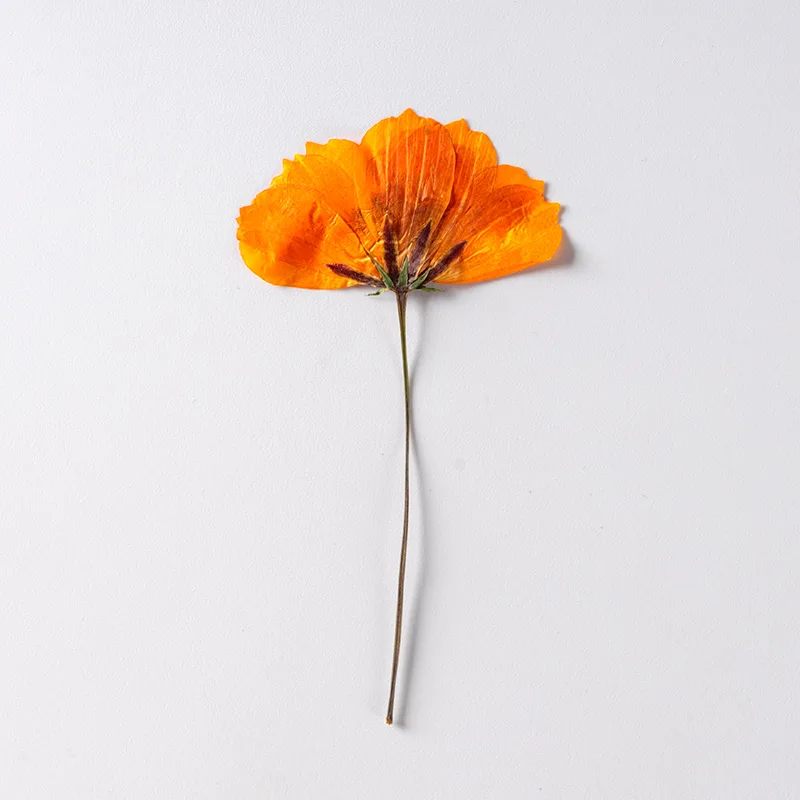 Diy Materials Side Pressed Orange Cosmos Sulphureus with Branch Flowers For Resin Nails Beauty Makeup Crafts