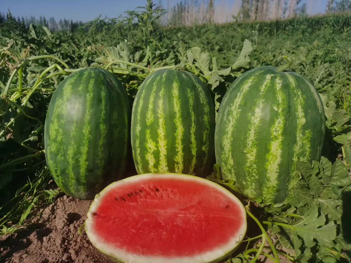 Middle maturity good disease resistance hybrid f1 watermelon seeds for
