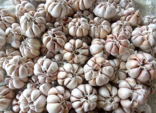 Китайский Низкая цена свежий чеснок белый пакет Урожай стиль время июня еда новейший цвет упаковка вес обычная сетка