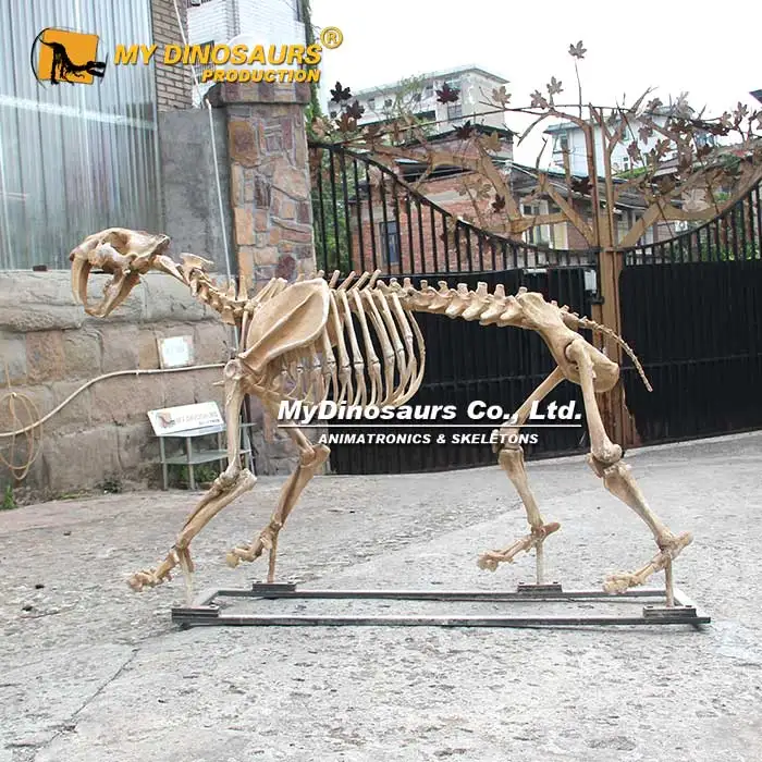 Z MY DINO AS-036 Museum Fossil Skeleton Smilodon Animal Skeleton