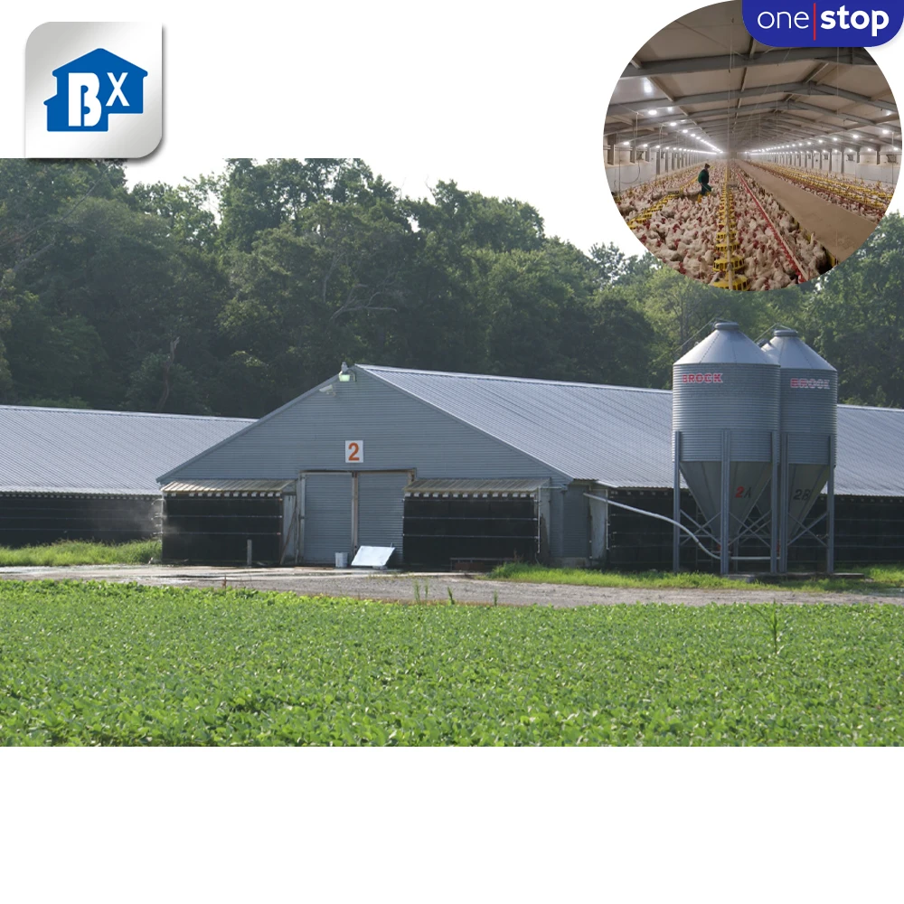 ONE-STOP Service Layers Cage 1000 Chickens Poultry Farm , Chicken Cage Poultry Farm House Design For Layers Poultry Farming