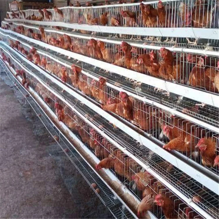 Лучшее качество длительный срок службы аккумулятор клетка для цыплят