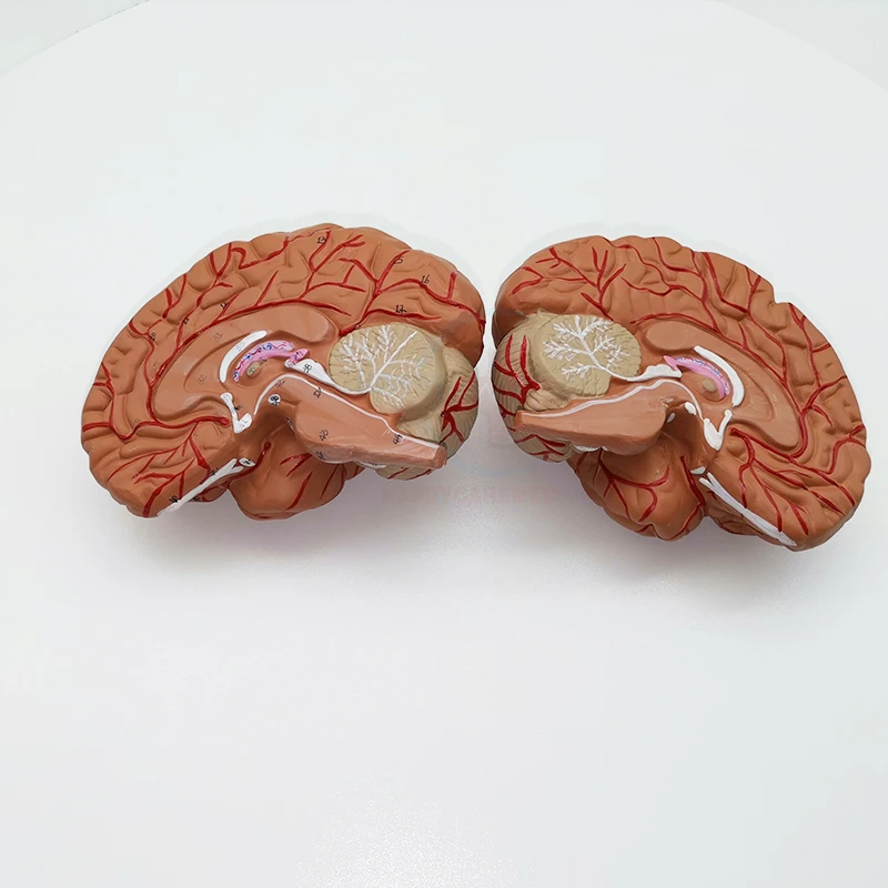 HC-S246 Human brain model anatomy Cerebral artery model head with cerebral artery model
