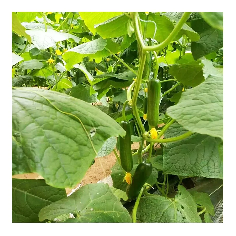 
From the Netherlands mini hybrid fruit cucumber seeds cucumber seeds 