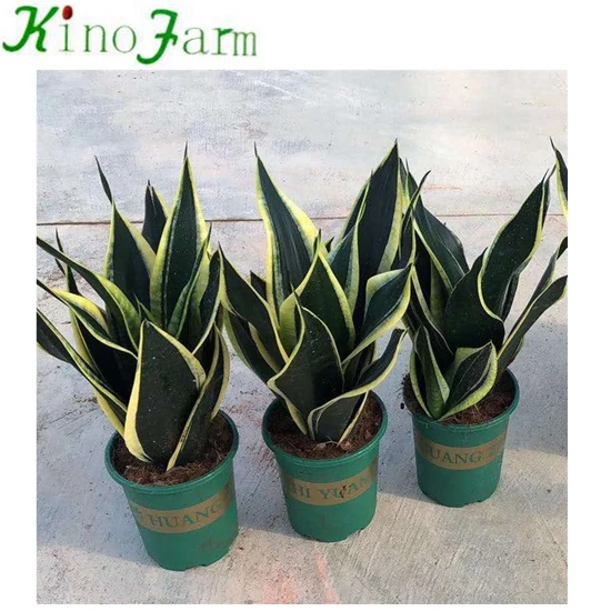 
 Детский саньсевиерия  