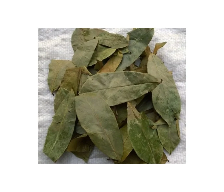 
Fresh Soursop Leaves /DRIED Graviola Leaf tea / Whatsapp +84-845-639-639 