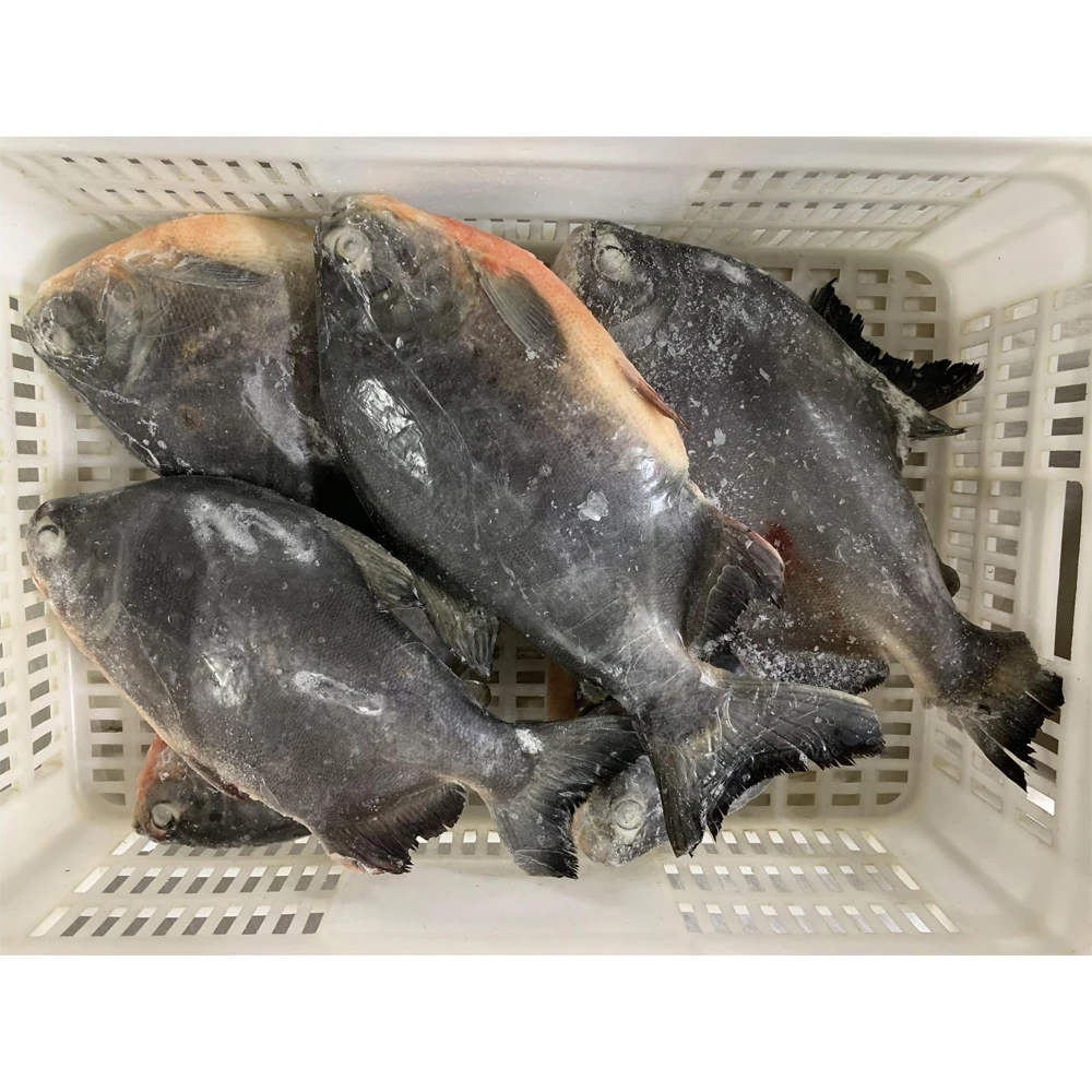 Frozen red pomfret fish red pacu price frozen red pomfret fish whole round frozen red pacu fish