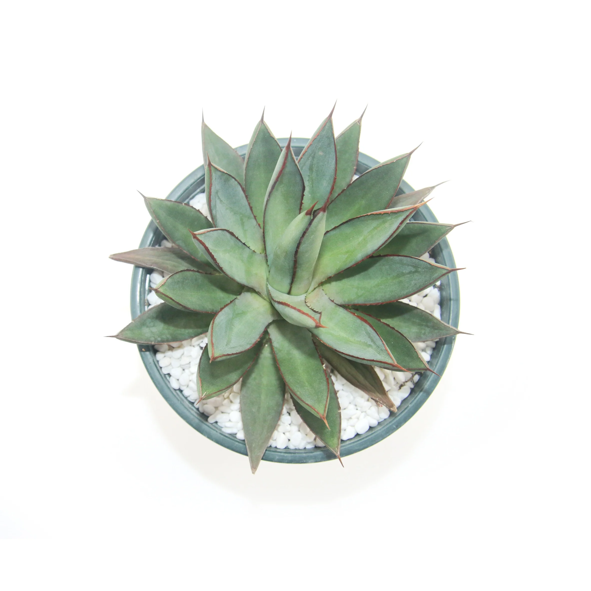 
best popular succulent plant live Agave burnt burgundy for home and garden nursery 
