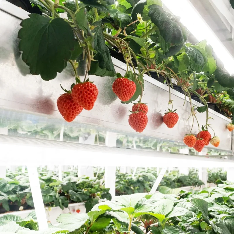 OMANA Indoor strawberry planting equipment Warehouse or greenhouse  indoor growing hydroponic vegetable kit system