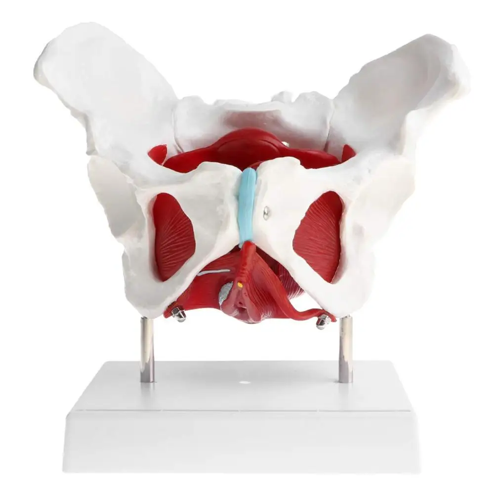 GELSONLAB HSBM-118 Almencla Female Pelvis and Pelvic Muscle Models Human Anatomy Bone Medical