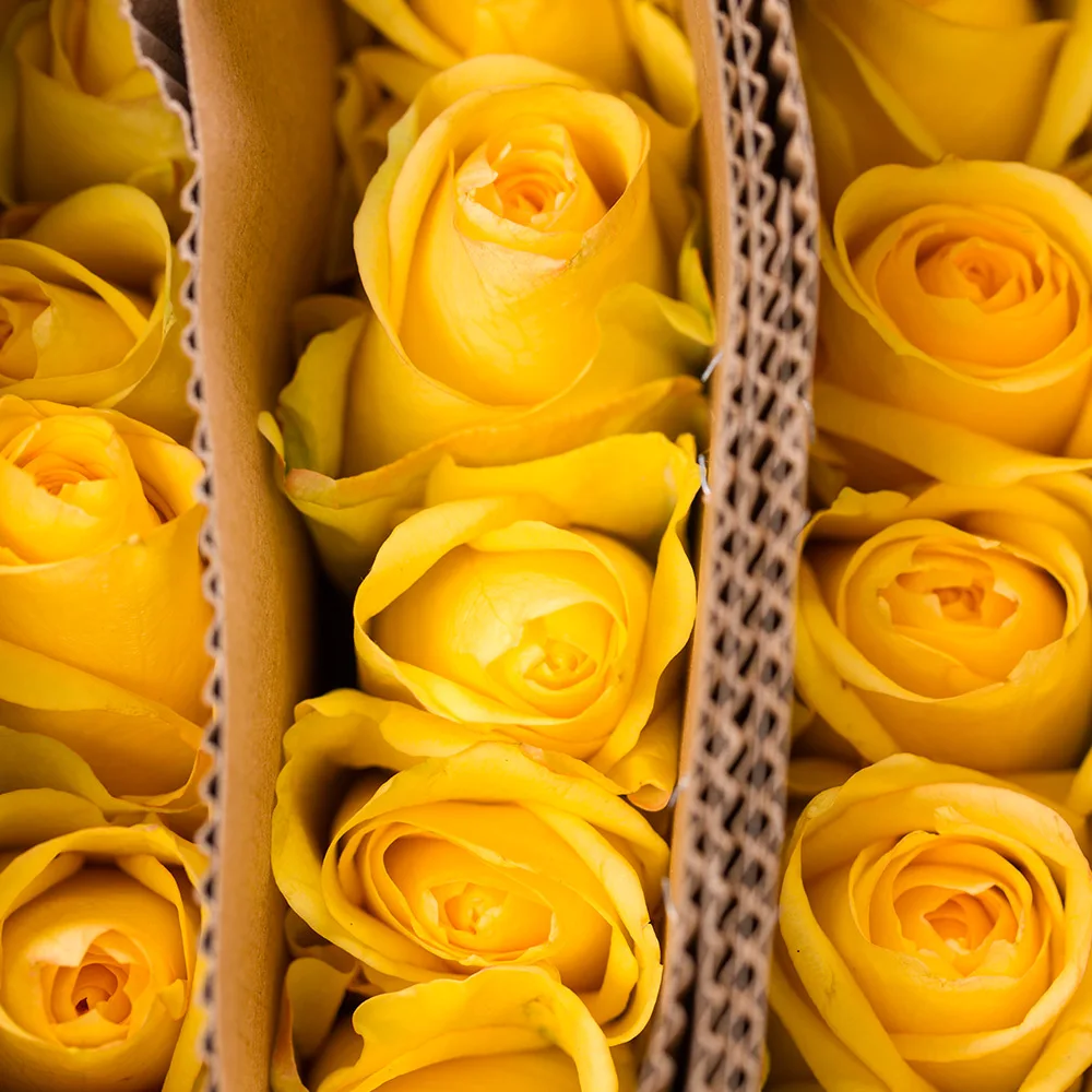 Hot Selling 2023  Fresh Cut Flowers Natural Yellow Roses For Wedding/Mothers Day Gifts Decoration Color Plants