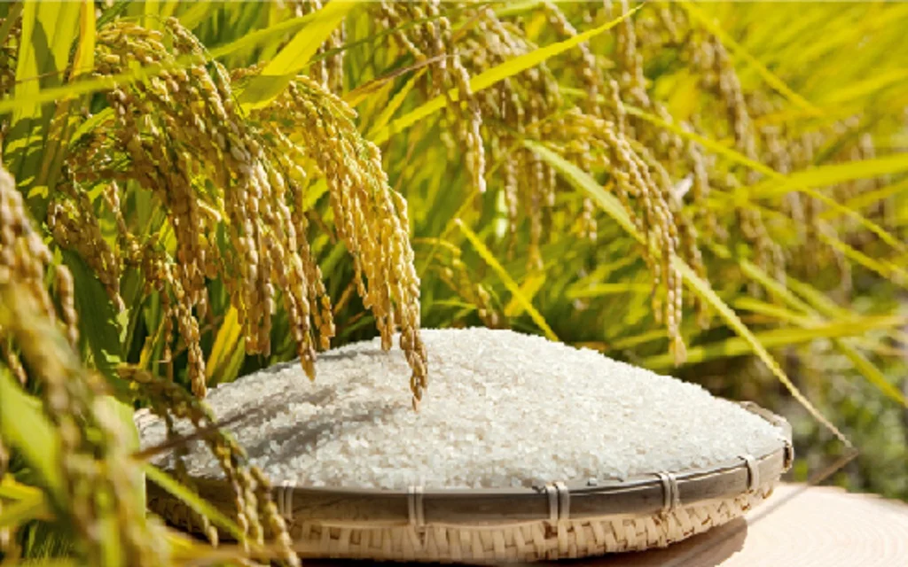 Soft sweetness refreshing acidity alcohol wine making supplier