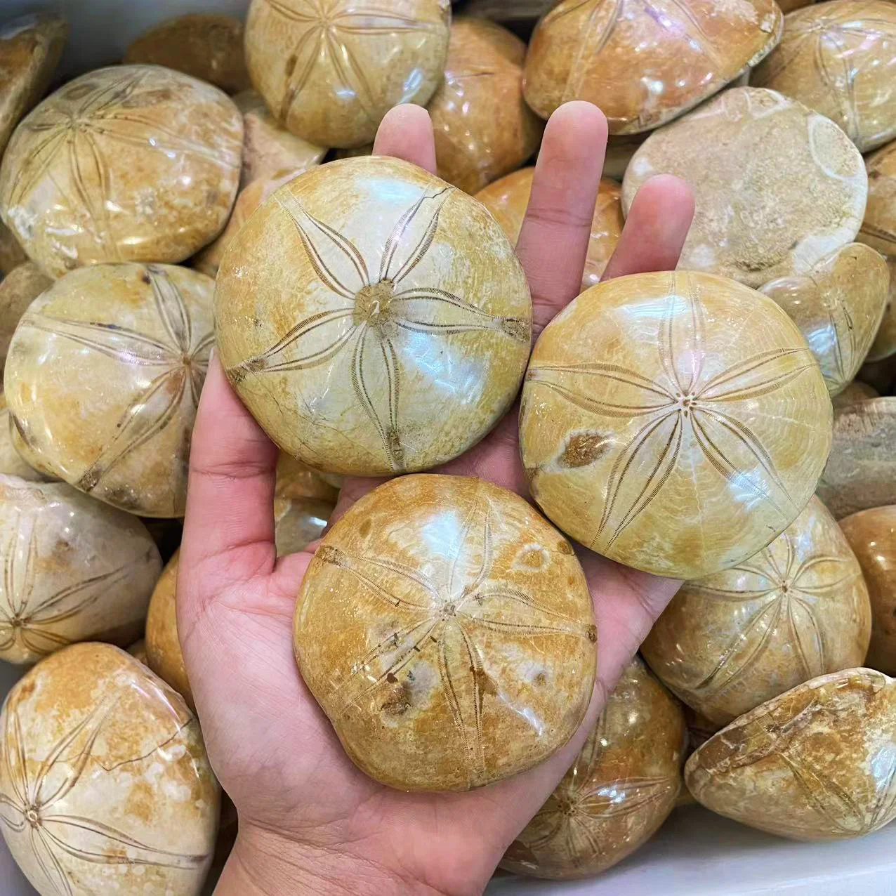 Wholesale Natural Crystal Mineral Polished Healing Crystals seashells Starfish Fossil For Collection