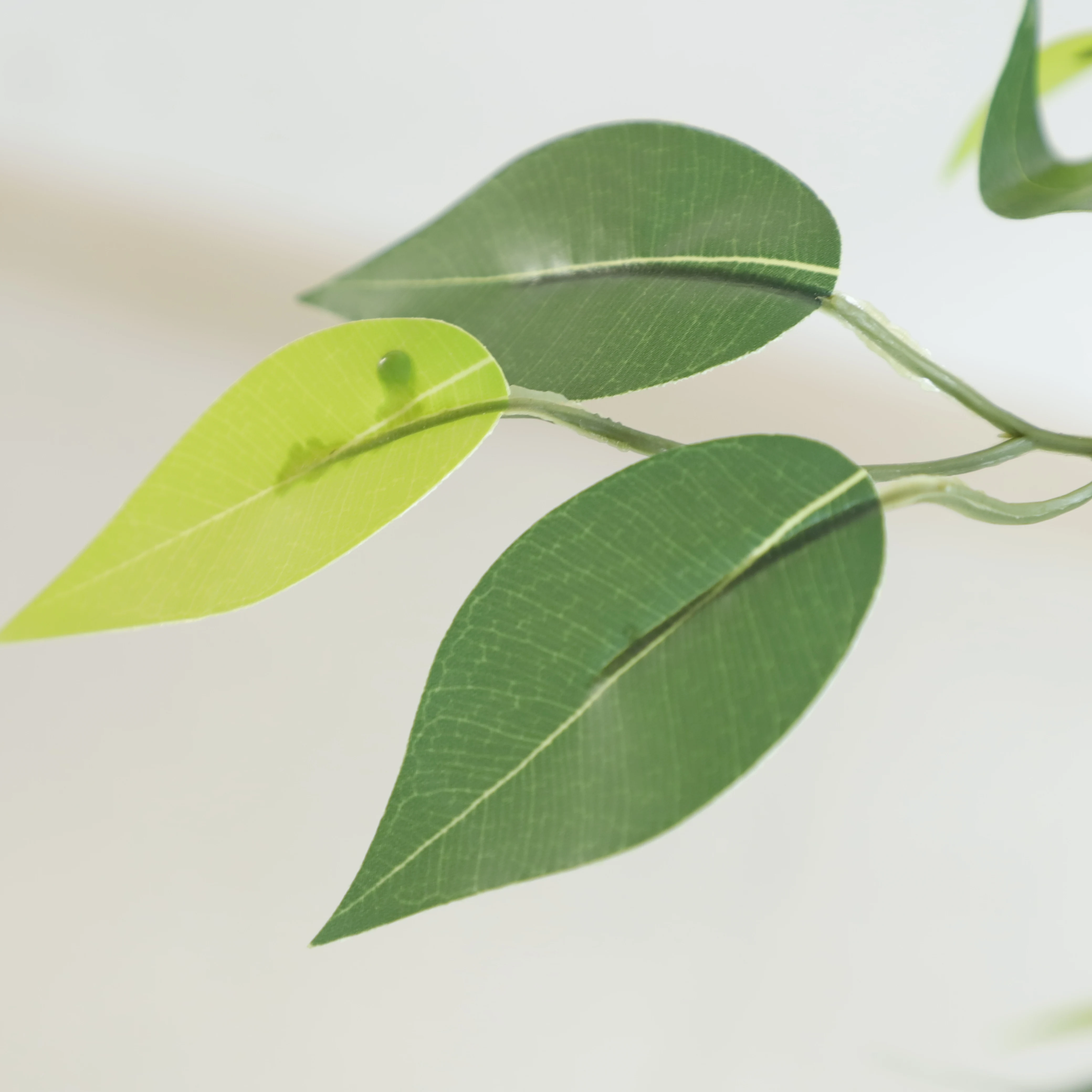 New Design Plants ficus tree nursery taiwan ficus bonsai ficus microcarpa bonsai trees arabic decoration