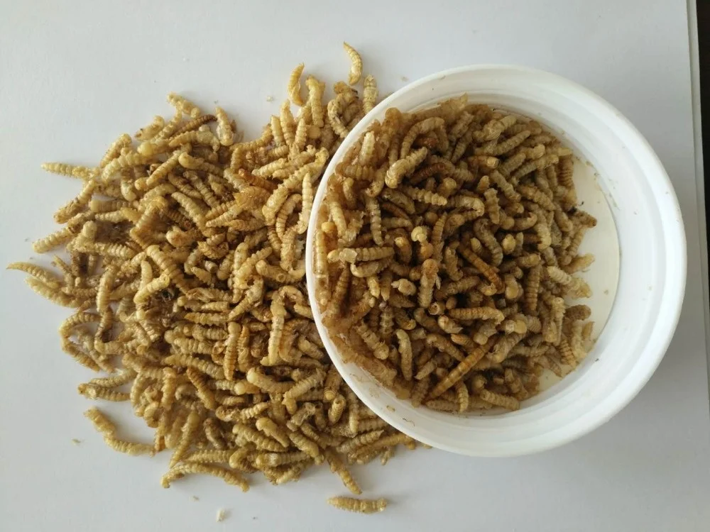 Dried Yellow Meal Worms Pupa Mealworm Pupa Bird Food Pet Food
