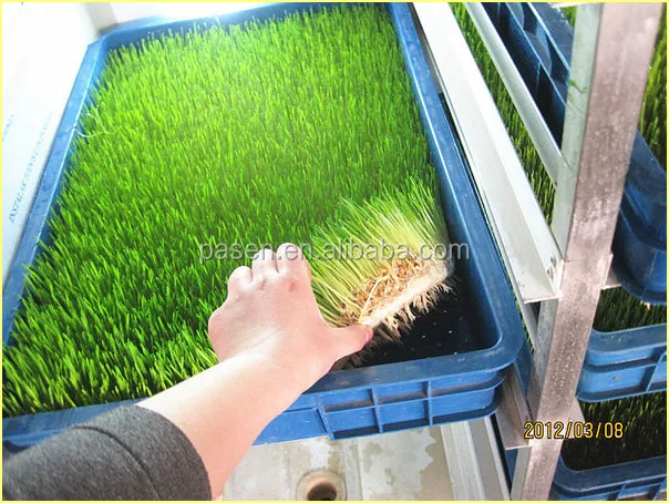 Green Forage Grass Sprouting Machine Livestock Green Fodder Growing Container with Cooling Water Spraying System