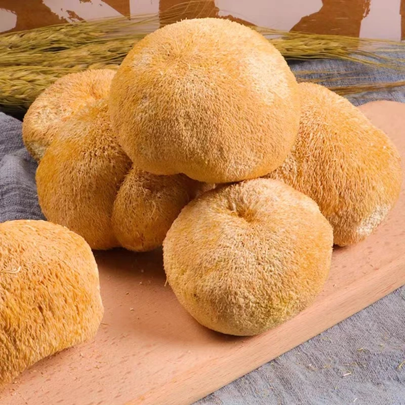 Pure natural artificially cultivated raw Hericium fungus erinaceus mushroom whole dried lion mane mushroom