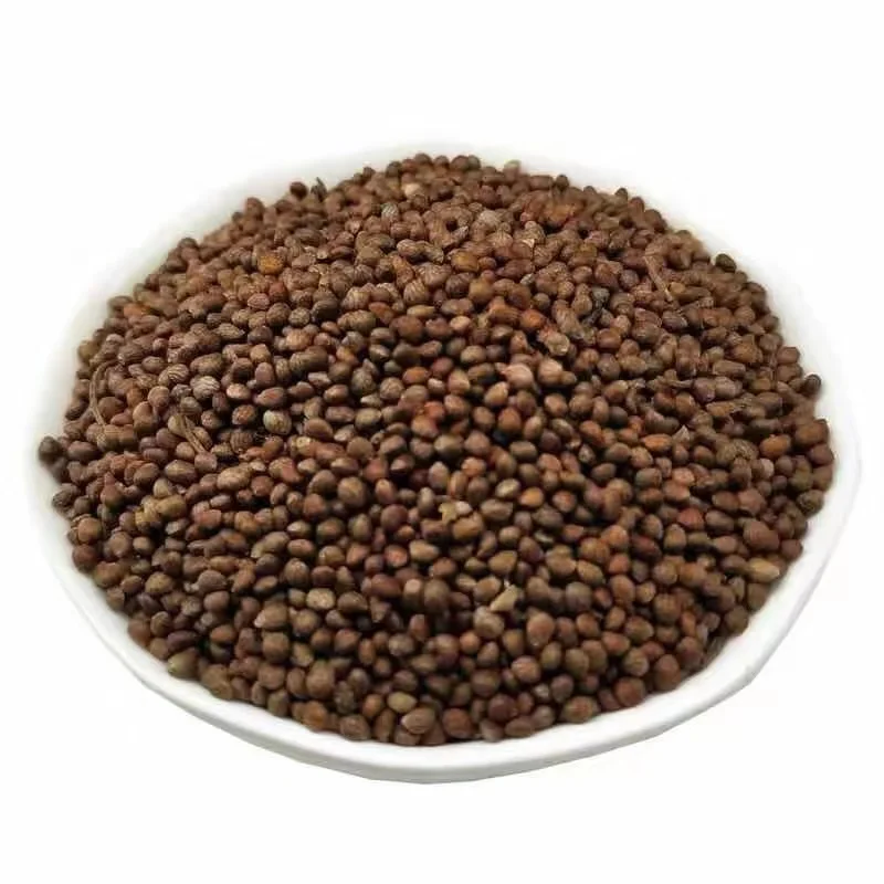 Wholesale new goods northwest perilla seed china perilla seeds thailand