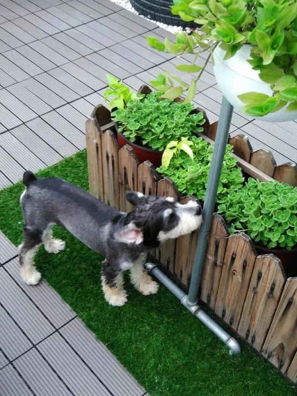 DIY wood plastic composite floor patio garden swimming pool balcony piso walkway roof tiles WPC board interlocking deck tiles