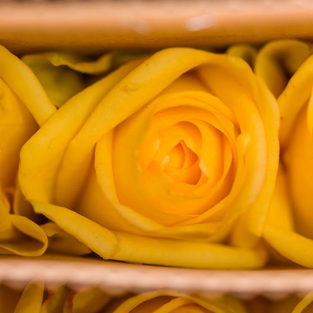 Hot Selling 2023  Fresh Cut Flowers Natural Yellow Roses For Wedding/Mothers Day Gifts Decoration Color Plants