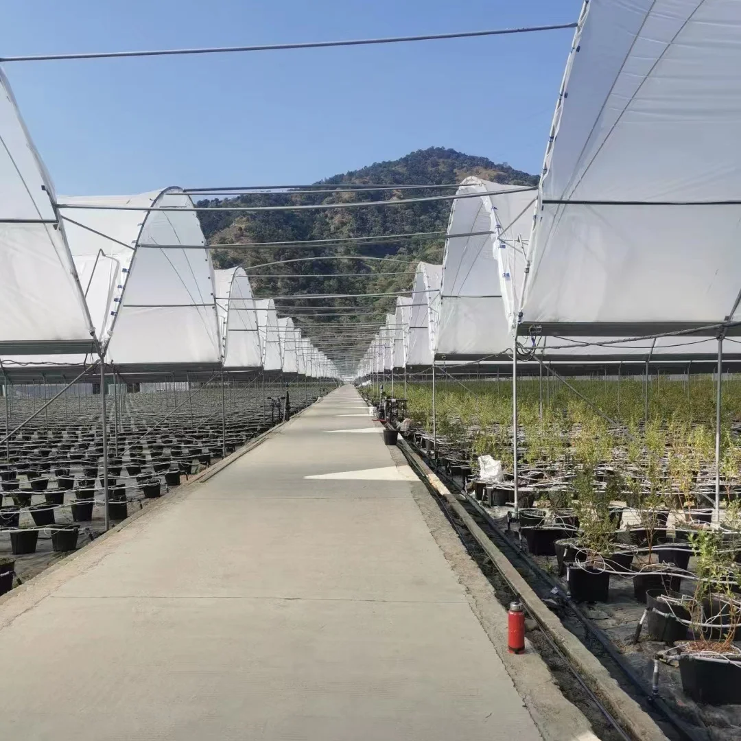 Baolida agriculture growing tent rain shelter green house frame berry greenhouse for tomatoes