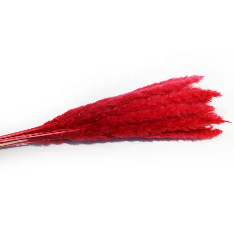 wholesale factory price of dried mini pampas grass on sale