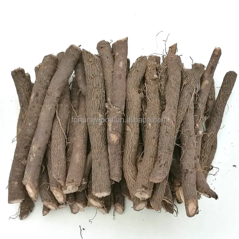 Свежие корни павловнии шантуна с сертификатом