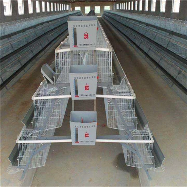 Professional R & D and production of automation equipment layer chicken cage for chicken farm